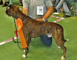 Image of BoxerdalensHeroOfMagic