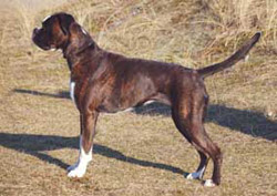 Image of EvalescoCarveCanem
