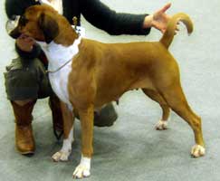 Image of BoxerdalensHotnSophisticate