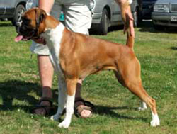 Image of RexobUniqueSweetheart