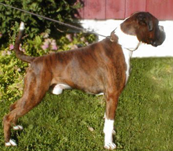 Image of roamaro%20tailspin