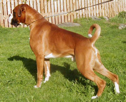 Image of Nuch%20Boxerdalen%27s%20Just%20Did%20It%20Again