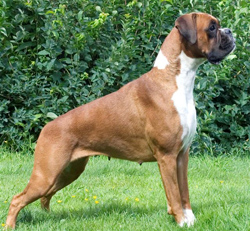 Image of Boxerdalen%27s%20Great%20Norway%20Queen