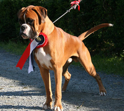 Image of benito%20cert2
