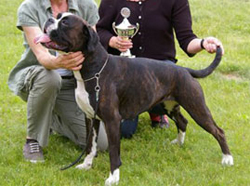 Image of BoxerdalensTouchByAnAngel