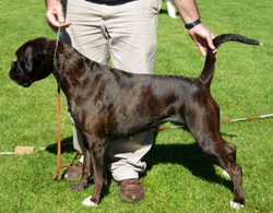 Image of determin