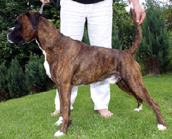 Image of Bexmas-Draco