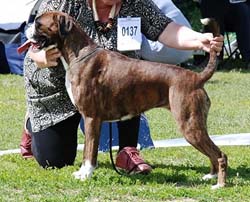 Image of Cert%2C%20Res.Cacib%2C%20Humanboxer%27s%20Femme%20