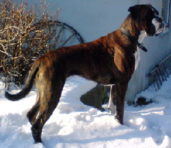 Image of Humanboxer%27s-Femme-Fatale