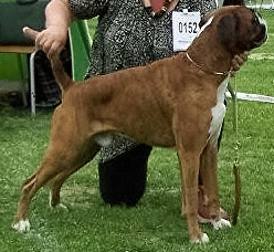Image of Boxerdalen%27s-Golden-Giant