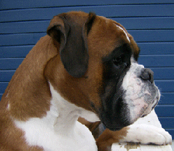 Image of RexobVictoryForFearplay