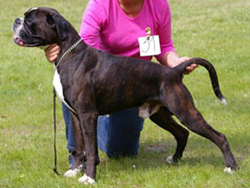 Image of BoxerdalensJustAnAce