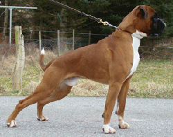 Image of Hasseldalens_boxyKing