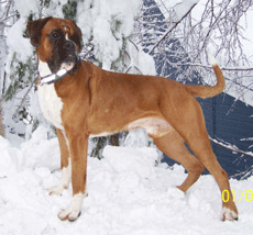 Image of Boxerdalen_BrunoJr