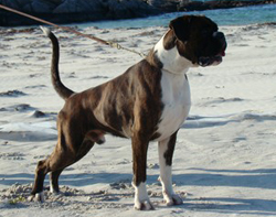 Image of irakli_sandane