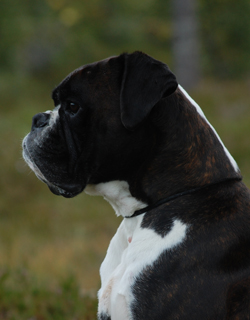 Image of Gerdtvg