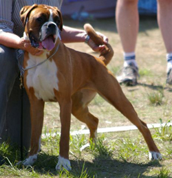 Image of BoxerdalensRoyalHotSurprice
