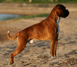 Image of Boxyking