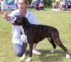 Image of BoxerdalenTouchByAnAngel