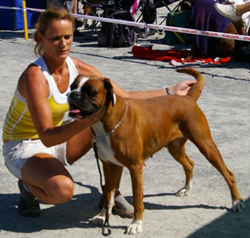 Image of BoxerdalensSunshineOfMagic
