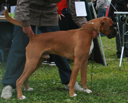 Image of Kaizervg