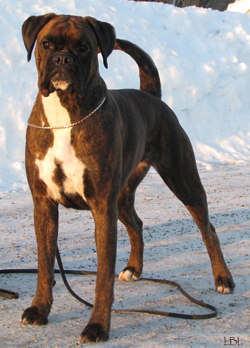 Image of LaBoxrosAmazingGirl