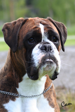 Image of HumanboxerFF