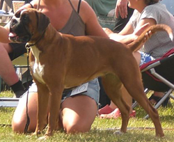 Image of Macamiboxer%20Betty%20Boop