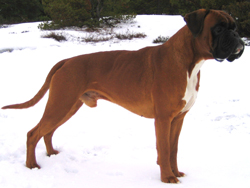 Image of Mario%20VD%20Hundestaffel2