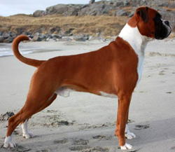Image of Golden_Delicious_av_Hasseldalen