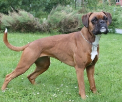 Image of boxerdalens-suit-me-perfect_250x210_0d1ffbea73903e