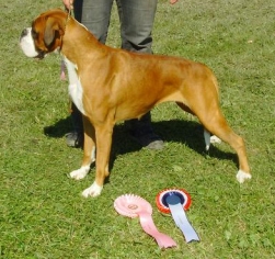 Image of boxerdalen-royal-surprise_251x236_e80ef23509a5363c