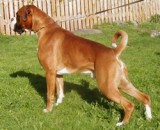NUCH Boxerdalens Just  Did It Again