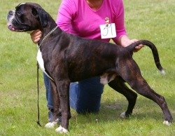 Image of boxerdalens-justan-ace_250x194_e378102baf28551da29