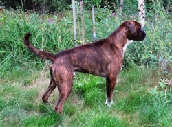 Image of kvadratens-rasmus_250x185_25ae418dcbcb6e8534d29f4a