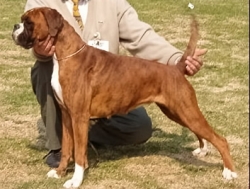 Image of boxerdalen-jevelofmagic_250x189_b6a832cc24bd821ae4