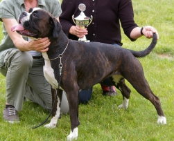 Image of boxerdalen-touchbyan-angel_251x204_a28e1fd4bab7667