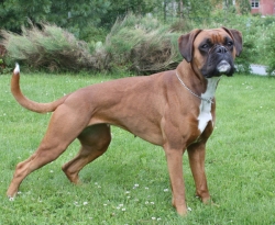 Image of boxerdalen-suitme-perfect_250x205_1f787e0ef7f0ba66