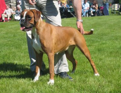 Image of boxerdalen_sunshineof_magic