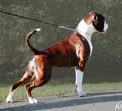 Image of perlyboxsbelleoftheball2_250x227_23ce5a65b22e50e76