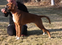 Image of tevericasxfactor_249x182_37203ef62eb0938e221011456