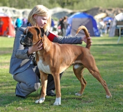 Image of boxerdalensjustpureperfection_250x227_1598c87fed14