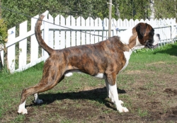 Image of boxertrollets-atilla_250x174_58eac3463c5d54bce27fc
