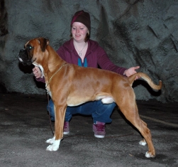 Image of boxerdalens-just-pure-erfection2_251x235_bfbe02950