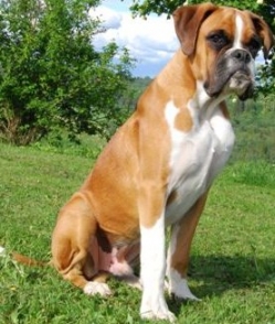 Image of boxerdalen-youcantbearme_249x294_e3d95f278d89f717a