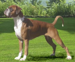 Image of boxerdalens-hotn-sophisticated_250x208_2a17726c699