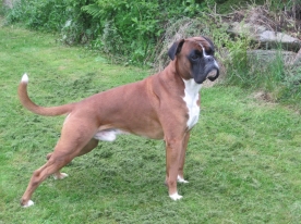 Image of boxy-king_276x206_3e4c3dc62f1bb99e8eed378e441fc980