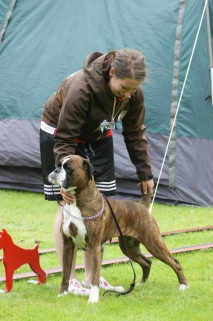 Image of humanboxers-femme-fatale_213x321_e8eedc65837757a13