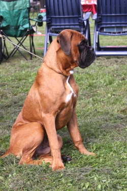 Image of aasvalls-boxersgizmo_250x376_b64c20ffe79ed37557d0d