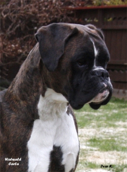 Image of watwaldcarla_250x338_ae6961e49970cc6ce67c8902bc9b3